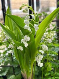 1er mai : attention au muguet, toxique pour chiens et chats