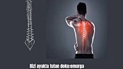 Bizi ayakta tutan doku:omurga