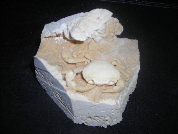 Sedimanter kayaç içerisinde yengeç fosili