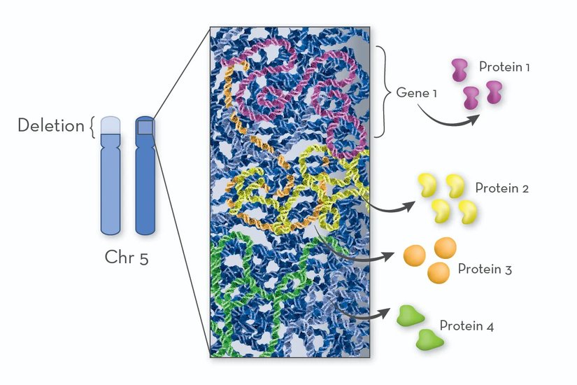 Cri Du Chat Sendromunda silinen bölgede, birkaç düzine ila yüzlerce arasında değişen sayıda gen bulunmaktadır. Bu genlerden bazılarında genin iki yerine sadece bir kopyası olduğu için, Cri Du Chat Sendromu olan kişiler genlerin kodladığı proteinlerden yeterince üretemezler. Bu proteinlerin işlevlerinin yerine getirilmemesi sendromun özelliklerine katkıda bulunur.