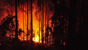 Bushfires Rage Across Southern Australia Amid Heatwave