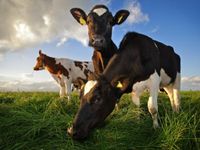 Isle of Man bans personal meat and dairy imports from EU to prevent spread of disease