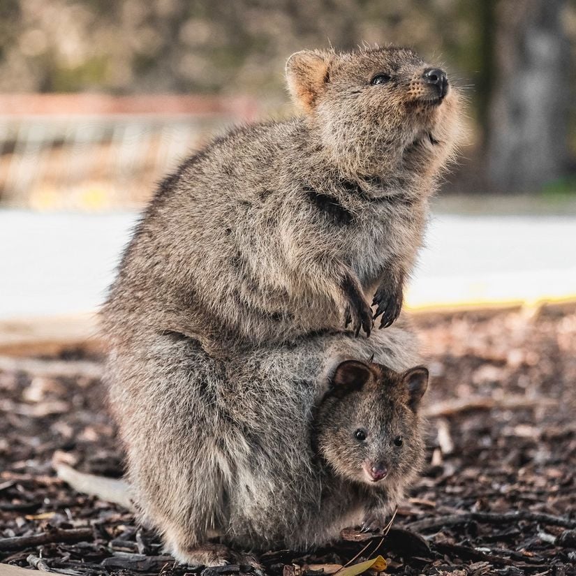 Quokka yavruları doğduktan sonra 6 ay kadar kesenin içinde yaşarlar.