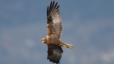 Saz delicesi (Circus aeruginosus)