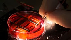 Laboratuvarda Kalp Yetiştiriliyor!