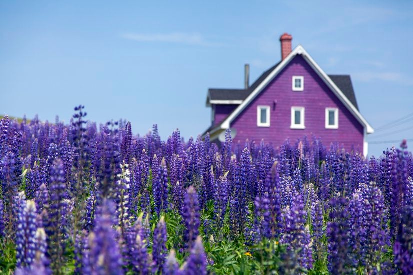 Mor renkli lavantalar arasında mor renkli bir ev.