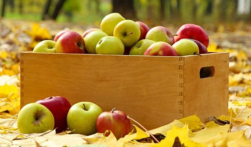 Leziz elmalar. Peki renklerini farklı yapan ne?