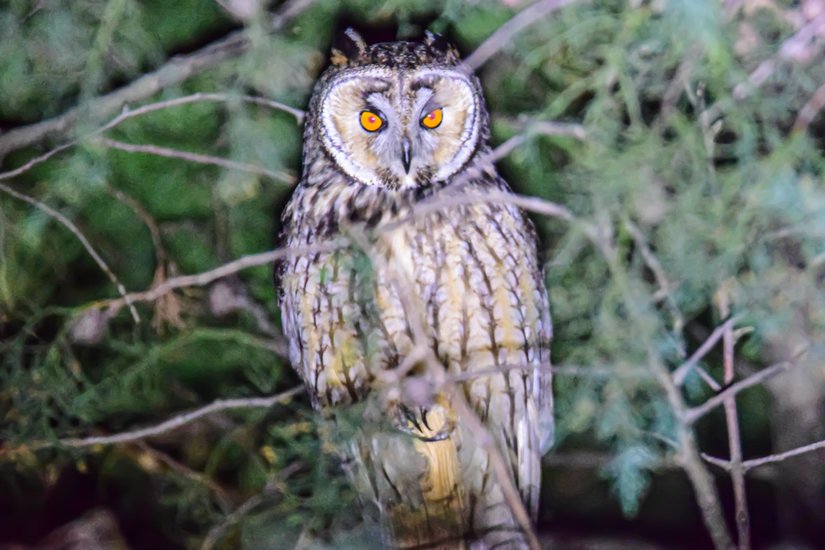 Yetişkin birey, İstanbul.