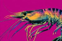 Rejoice! Walmart's Radioactive Shrimp Are Only a Little Radioactive