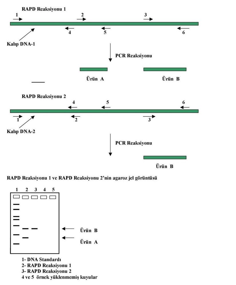 RAPD Reaksiyonunun Şematik Gösterimi