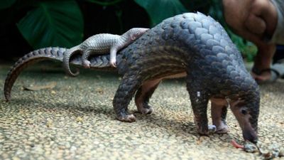 Pangolin Nedir?