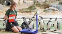 After London Zoo’s weigh-in, can you make light work of our quiz?