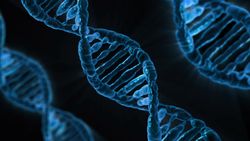 Kromozomları Halkalayan Moleküller, DNA’yı da Büküyor!