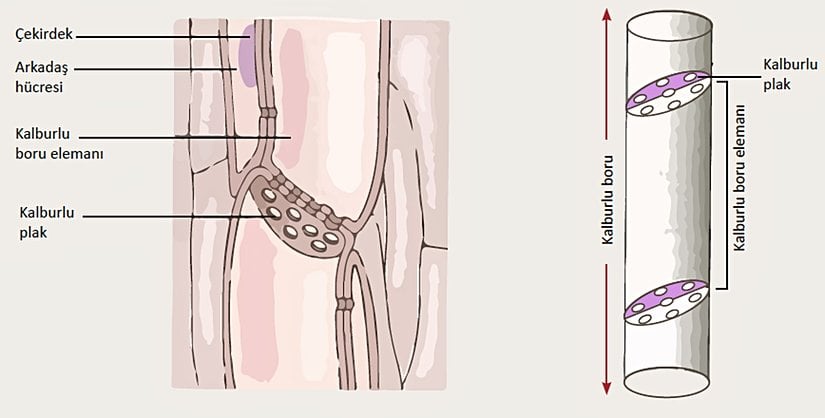 Floemi oluşturan yapılar ve kalburlu plak adlı yapı.