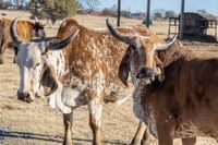 Trump orders antitrust probe into major U.S. meat-packing firms - International Leather Maker