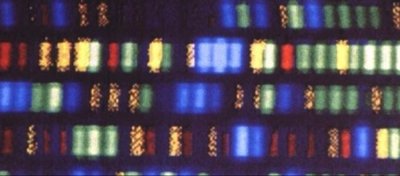 İnsanlar Solucanlardan Daha Az Gene Sahip Olabilir!