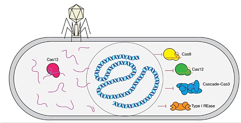 Makelenin bulgularını özetleyen bir model. Cas9, Cas12, Cascade-Cas3 ve Type I REase virüs DNA'sına kompartıman içinde olduğu için ulaşamazken Cas13 mRNA'yı kesiyor.