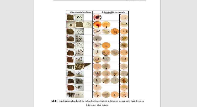 Örneklerin makroskobik ve mikroskobik görüntüsü.