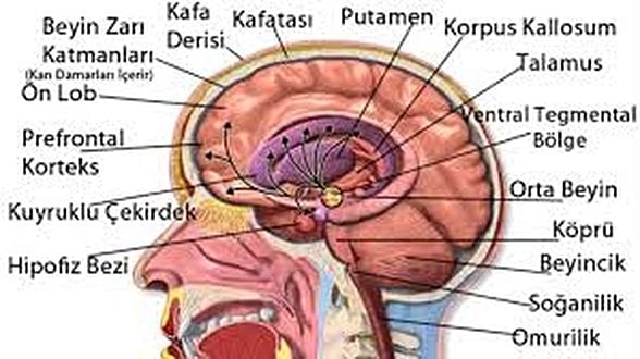 Beyin Anatomisi