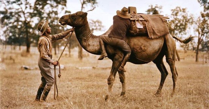19. yüzyılda ABD, özellikle Texas ve New Mexico gibi kurak bölgelerde ulaşım sorununu çözmek için deve kullanmayı önerdi ve denedi. Bu proje, United States Camel Corps adıyla bilinir. Yukarıdaki görselin orjinali siyah beyaz olup, renklendirilmiştir.