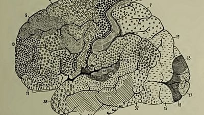 25 Bin Nesli Simüle Eden Araştırmacılar, Modüler Yapıların Evriminin Sırrını Çözdü!