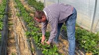 Erdbeeren teurer, Mindestlohn steigend: Erdbeersaison in den Startlöchern