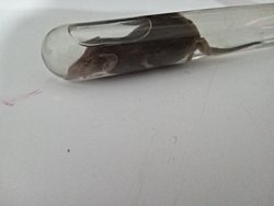 Bu canlı nedir ve nadir mi?