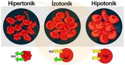 Hipotonik Ortam Nedir?