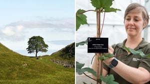 Sycamore Gap Tree Saplings Planted Across UK