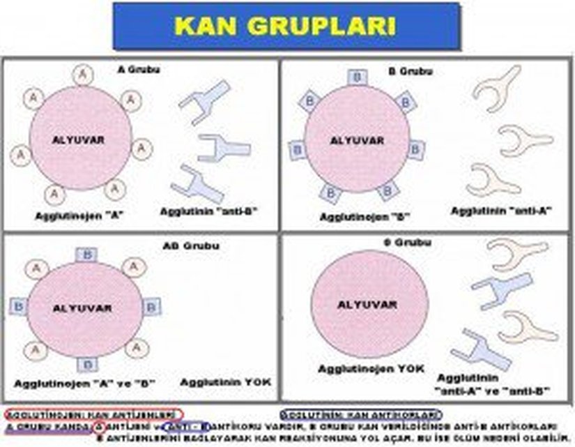 Kan Grupları, Antijenler ve Antikorlar