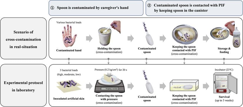 Cronobacter Sakazakii' nin Bir Hasta Bakıcı Eliyle Toz Bebek Mamasına Olası Post Kontaminasyonu