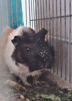 Hangi tür bilen var mı?