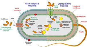 Genomic Study Reveals Multidrug Resistance Patterns Of Enterobacter Cloacae