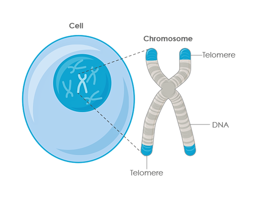 Gördüğünüz yapı, hücre çekirdeğinde bulunan kromozomlardan biridir. Üst ve alt kısımdaki mavi renkli yapılar ise telomerlerdir.