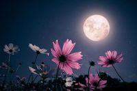 It's a Pink Moon! Spring's First Full Moon Set to Rise This Weekend to Mark the Season and Easter Festivities