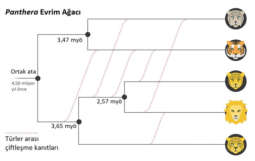 Panthera genusu evrim ağacı.