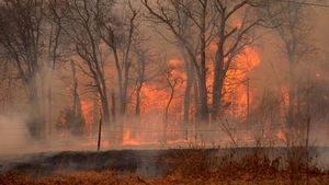 Oklahoma Wildfires Devastate Landscapes, Kill Four Residents