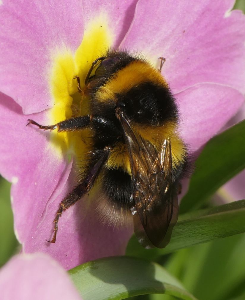 Bahçe Bombus Arısı (Bombus hortorum)