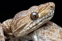 New conservation area protects 53% of carbon in northern Peruvian Amazon