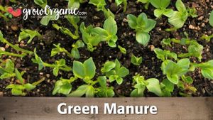 Farmers Enhance Soil Fertility With Green Manure Practices