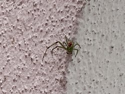 Herkese merhaba. Bu örümceği Temmuz ayında Sarıyer’de gördüm. Türü hakkında bilgisi olan var mı acaba?