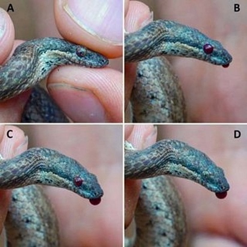 Sefalik otohemoraji yapan bir Bahama cüce boa yılanı (T. curtus barbouri).