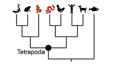 Evrim Ağaçlarının (Filogenetik Haritaların) Özü: Canlılık Tarihini Haritalamanın Bilimi