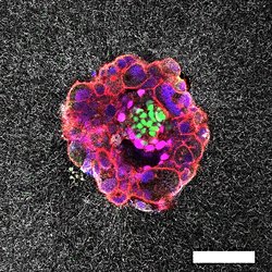 Bilim İnsanları, İnsan Embriyosunun Rahme Yerleşme Anını İlk Kez 3D Görüntüledi.