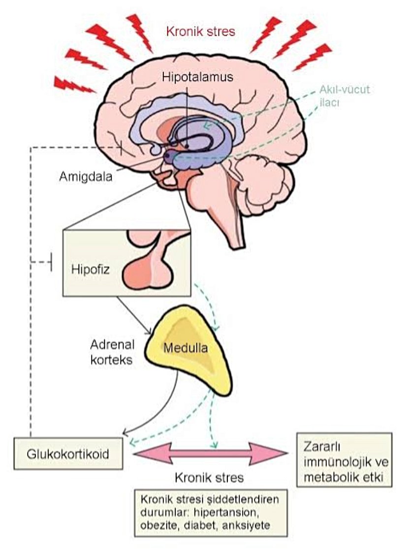 Stresin endokrin sistem üzerindeki etkisi