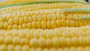 Ukraine's Corn Exports Surge To Nearly $1 Billion