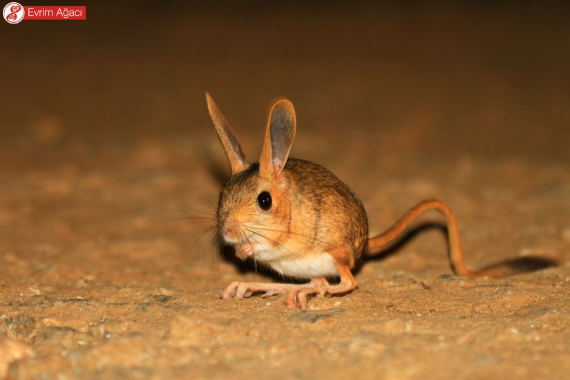 Pikachu kadar ilgi görememesinden yakınan birey.