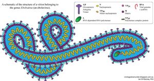 Scientists Reveal Structure Of Ebola Virus Nucleocapsid