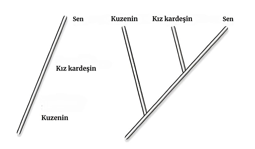 Şekil 7. Bu görsel ile Şekil 6'yı daha iyi kavrayabilirsiniz. Siz kuzenlerinizden gelmediniz veya kuzenleriniz sizden gelmedi. Kuzenleriniz ve siz, ortak ataya sahipsiniz ve her biriniz farklı soy hatları oluşturuyorsunuz.