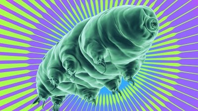 Tardigradların Dsup Proteini Kanser Tedavisinde Yan Etkileri Azaltıyor!